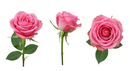 Pink Rose Flower Bouquet Isolated on Black Floral Wedding Valentine s Day Romantic Love on transparent background