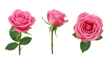 Pink Rose Flower Bouquet Isolated on Black Floral Wedding Valentine s Day Romantic Love on transparent background