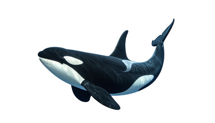 Orca Killer Whale Isolated on Transparent Background (2)