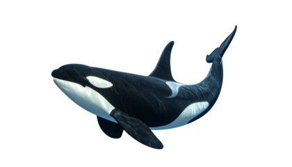 Orca Killer Whale Isolated on Transparent Background (2)
