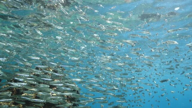 silversides atherinas sun shine and beams underwater silverside fish school Atherina boyeri mediterranean sea