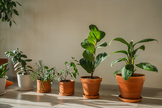 Diverse green houseplants in terracotta and ceramic pots lining home wooden floor in bright sunshine, creating a calming interior decor for urban living