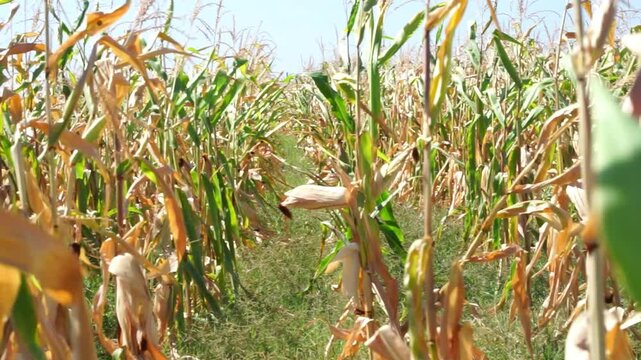 Agriculture, corn field, corn plants growing in a rows on cultivated field. Farming concept. ripe corn. harvesting corn
