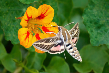 Linienschwärmer (Hyles livornica) saugt mit Rüssel Nektar im Schwirrflug an Großer Kapuzinerkresse (Tropaeolum majus) - Valverde, El Hierro, Kanarische Inseln © Robert Schneider