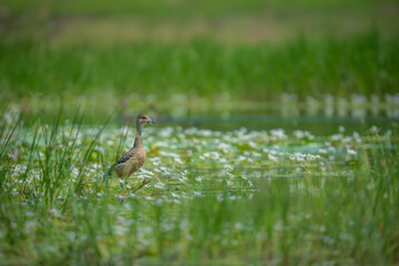 A lesser whistling duck wading through a shallow pond surrounded by green vegetation and lily pads