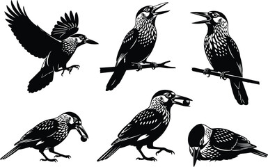 Obraz premium Crow bird illustration, black and white vector, flying crow, perched crow, intelligent bird, wildlife behavior, tool use, nature drawing, corvid art