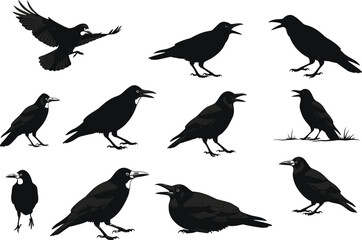 Crow silhouette vector set, flying crow, perched crow, black bird illustration, wildlife clipart, raven pose collection, nature animal graphic