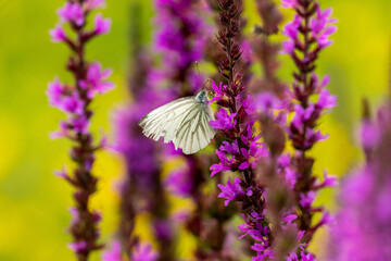 white butterfly in search of pollen on a purple blooming flower