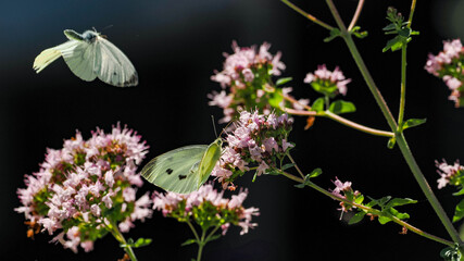 white butterflies on blooming flowers in summertime 