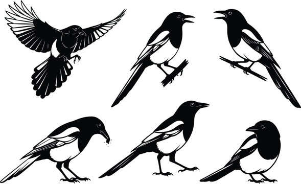 Magpie bird silhouette vector, flying magpie illustration, perched magpie artwork, black and white bird design, wildlife clipart, nature graphic