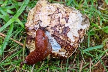 Nacktschnecke frisst Pilz