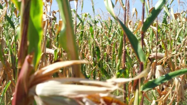 Agriculture, corn field, corn plants growing in a rows on cultivated field. Farming concept. ripe corn. harvesting corn