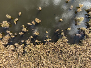 Top down aerial view of a lake with water vegetation in autumn season