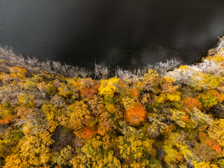 Aerial drone view of autumn forest beside lake with colourful foliage and dry branches