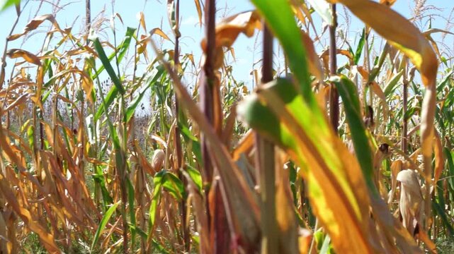 Agriculture, corn field, corn plants growing in a rows on cultivated field. Farming concept. ripe corn. harvesting corn