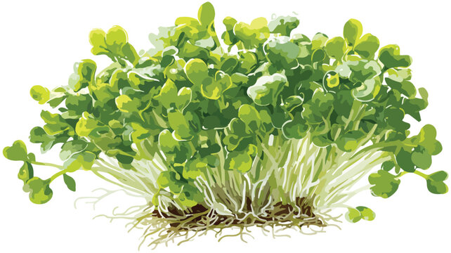 Fresh Green Alfalfa Sprouts Bunch on Vibrant Display