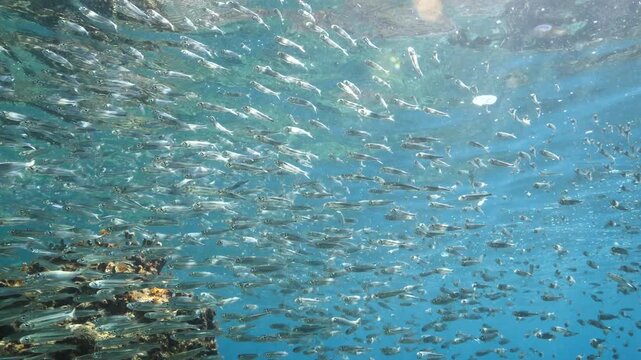 silversides atherinas sun shine and beams underwater silverside fish school Atherina boyeri mediterranean sea