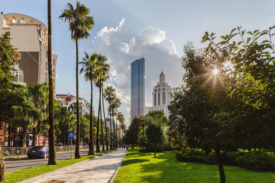 View of palm trees lining a vibrant street while the sun bursts through the lush greenery, casting shadows on the walkway, Batumi, Adjara, Georgia.