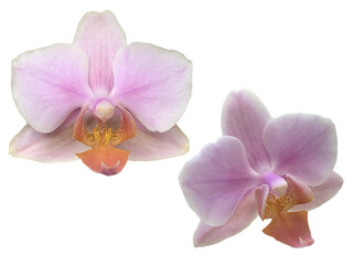 Isolated Close-up of a delicate pink Phalaenopsis orchid in bloom, with soft petals and a yellow center, 