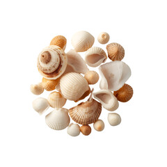 seashells on white background