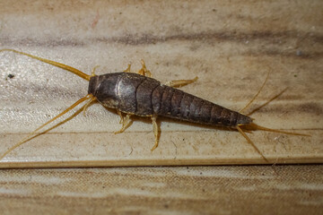 Close-up macro of a common silverfish (Lepisma saccharina) crawling on a bathroom tile surface, showing details of body segments and antennae