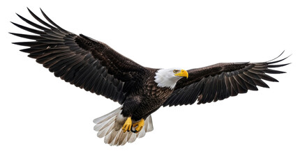 Obraz premium Majestic bald eagle in mid-air, wings fully extended, against transparent studio background with negative space, conveying freedom and majesty