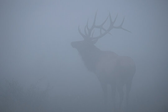 Gorgeous Huge Elk Bull in the Misty Fog 