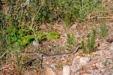 A Four-lined snake, a non-venomous reptile, slithers across sun-drenched, rocky ground amidst sparse wild grasses, perfectly camouflaged in its natural habitat on scenic Croatian coast in the summer