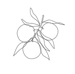 Orange tree branch. Modern single line art drawing. Continuous line drawing. Outline draw design vector illustration