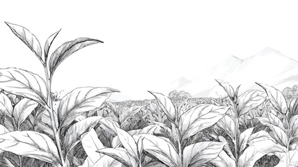 Hand Drawn Tea Plantation Illustration with Lush Leaves and Plants