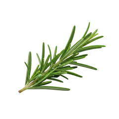 Obraz premium A vibrant green rosemary sprig with detailed needle-like leaves, pristine and fresh, on a transparent isolated background with clean studio light. Concept of fresh natural ingredients