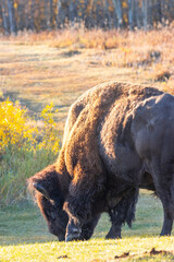 bison grazing in autumn field 