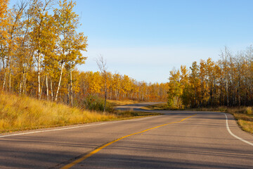 winding autumn road surrounded by fall coloured trees in orange and yellow