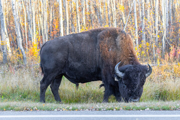 bison standing side profile in an autumn field Alberta Canada