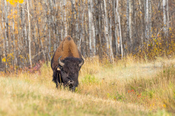 bison walking through long grass towards camera elk island national park, Alberta, in autumn