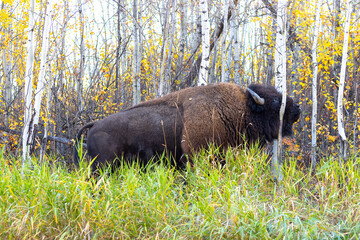 bison scratching his face on a tree