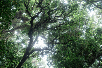 Upward view of green tree canopy with twisting mossy branches and misty light filtering through in Doi Inthanon National Park, Chiang Mai, Thailand. Mystery and the majesty of ancient rainforest