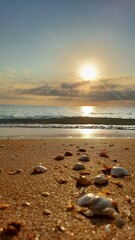 Seashells on sandy beach at sunrise with tranquil waves and golden sunlight