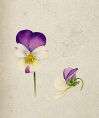 Botanical illustration of the Viola pansy flower showing front, side, and sketched views on a textured paper background. Perfect for botanical posters, vintage floral decor, and design prints