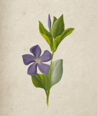 Realistic botanical artwork of the Vinca (periwinkle) flower featuring a single purple bloom and glossy green leaves on beige textured paper. Ideal for botanical studies and floral prints.