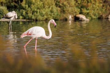 Un Flamenco común al sol en la laguna del museo de la sal en Santa Pola, España