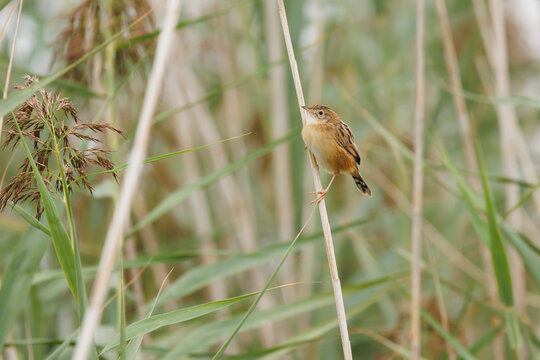 Pequeña ave cistícola buitrón (cisticola juncidis) en tallo de caña común, parque natural el Hondo, España