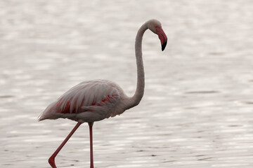 Silueta de  flamenco común con fondo de aguas plateadas en el parque natural Salinas de Santa Pola, España