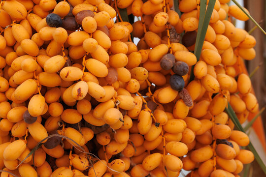 Primer plano de fruto de la palmera datilera (Phoenix dactylifera), Elche, Espa&ntilde;a