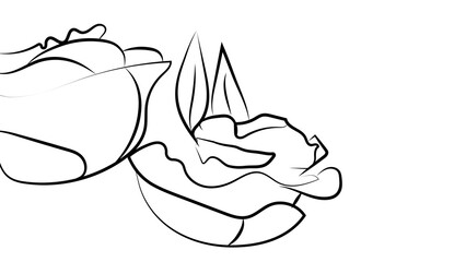 Black outline roses with leaves on a white background, drawn with black lines for design