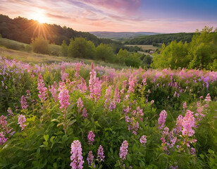 Fototapeta premium Summer flower meadow wildflower field pink with morning sunlight, Idyllic spring background with blossoming lilac bushes flowers and pink wildflowers on meadow. Natural pink flowers in the mountains