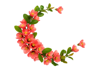 Crescent of pink quince flowers isolated on transparent background
