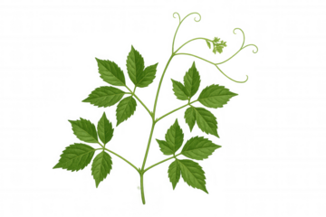 Green vine plant stem with fresh leaves and tendrils, growing in nature, transparent background