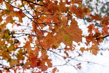 Close-up of vibrant red maple leaves in autumn. Seasonal nature background symbolizing change, beauty and fall atmosphere.