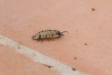 Crustáceo terrestre cochinilla de la humedad Porcellio scaber en baldosa exterior, Elche, España